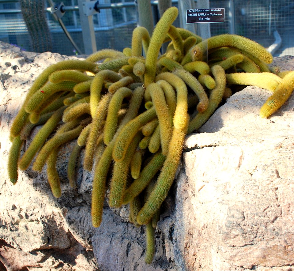 Picture of Cleistocactus winteri in the United States Botanic Garden