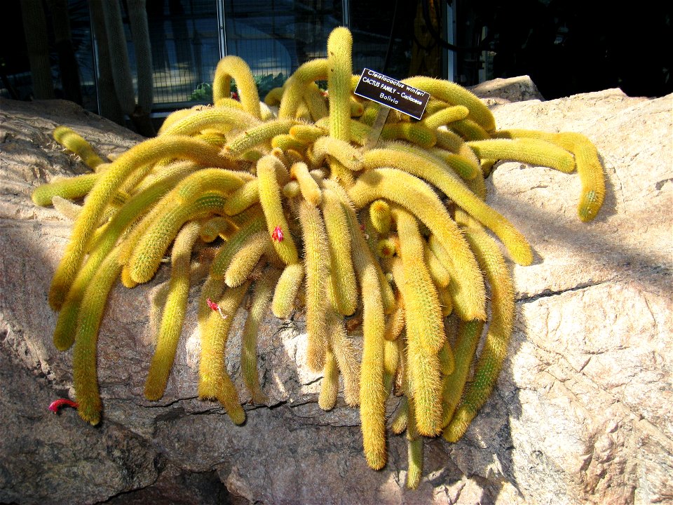 Cleistocactus winteri, in the United States Botanic Garden, Washington, DC, USA.
