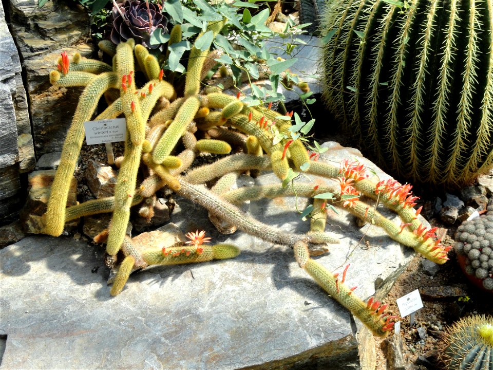 Cleistocactus winteri specimen in the Botanischer Garten München-Nymphenburg, Munich, Germany.