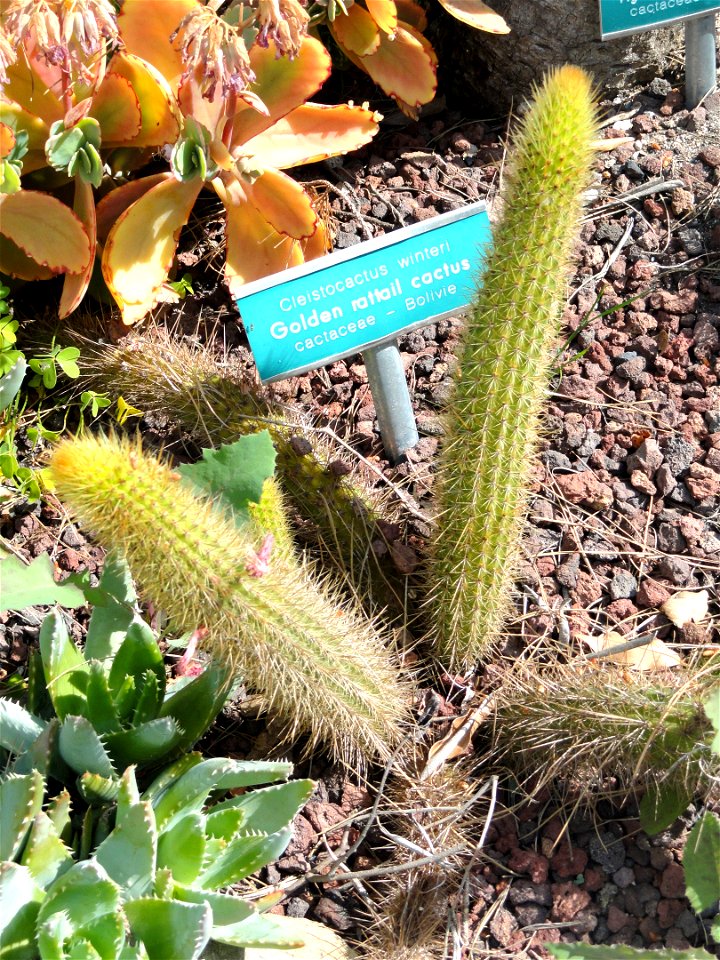 Cleistocactus winteri specimen in the Villa Ephrussi de Rothschild, Saint-Jean-Cap-Ferrat, France.