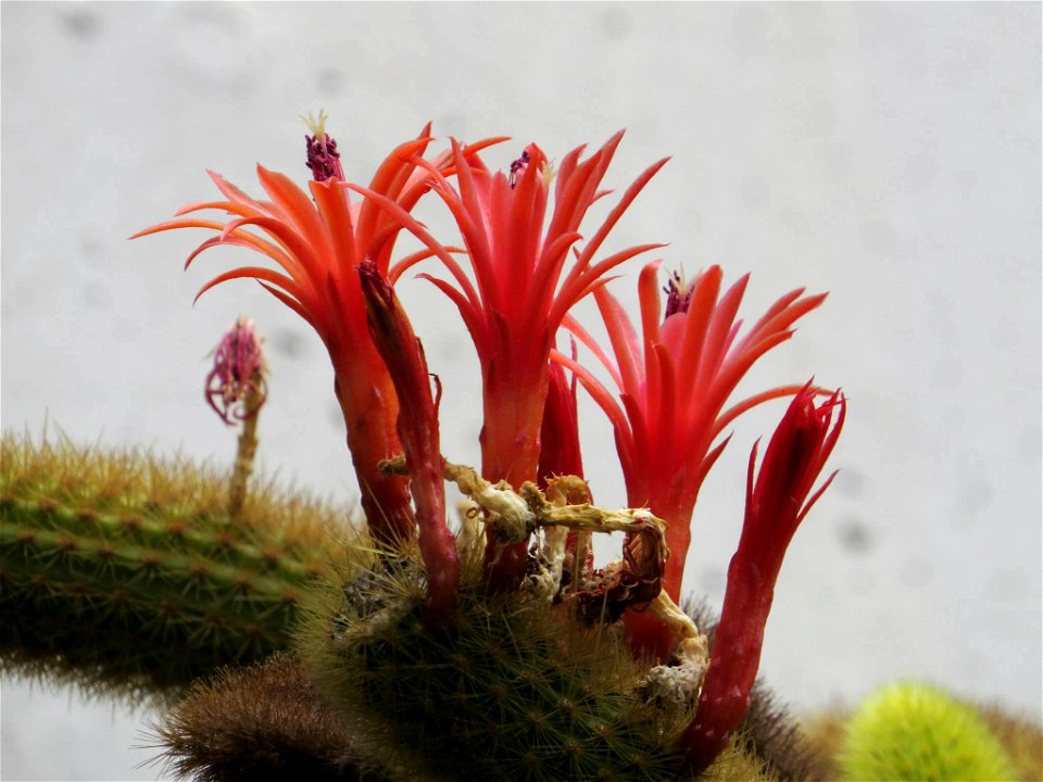 Cleistocactus winteri / Real Jardín Botánico de Madrid, Spain