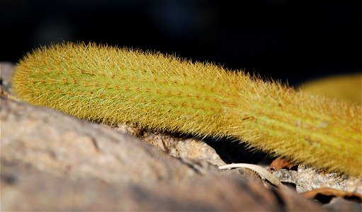 Up-close picture of cleistocactus winteri located in the United States Botanical Garden
