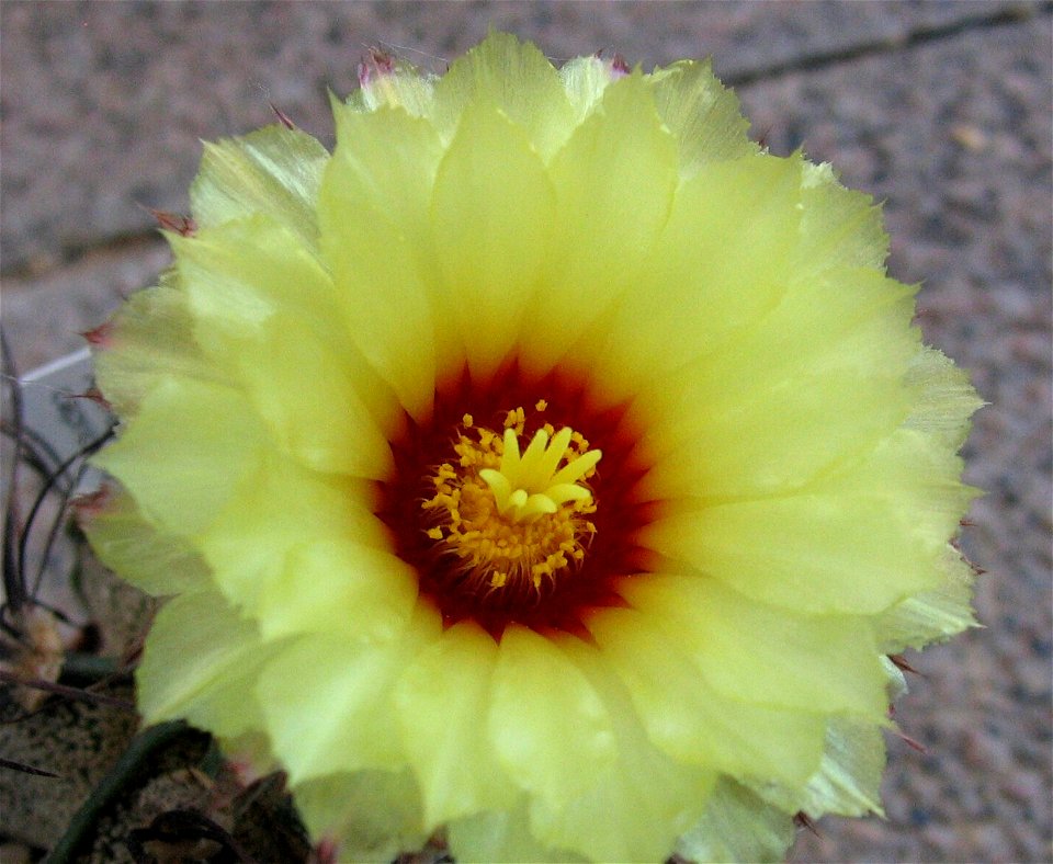 Blüte von Astrophytum capricorne