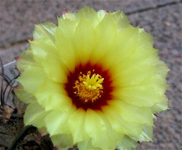 Blüte von Astrophytum capricorne