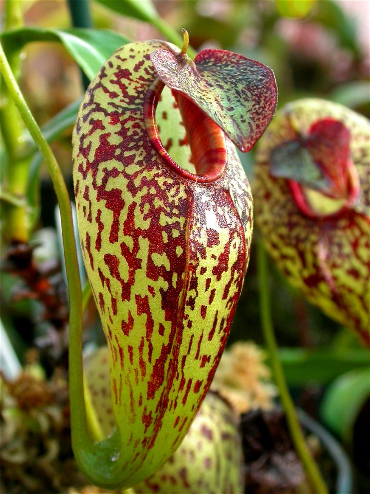 Cultivated N. aristolochioides.

-Jeremiah-