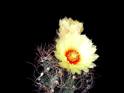 Image title: Cactus yelloow flowers Image from Public domain images website, http://www.public-domain-image.com/full-image/flora-plants-public-domain-images-pictures/flowers-public-domain-images-pictu photo