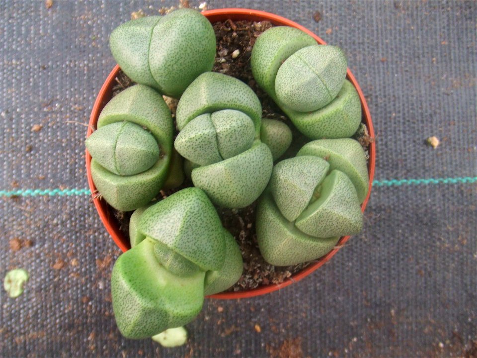 Pleiospilos nelii, picture taken at garden centre in Rotterdam