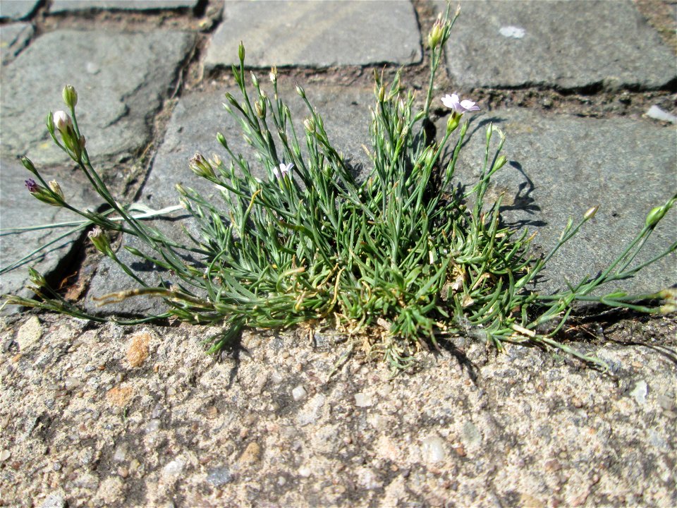 Kriechendes Gipskraut (Gypsophila repens) am Rinnstein in Saarbrücken