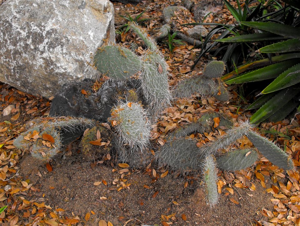 Opuntia rufida at Quail Botanical Gardens in Encinitas, California, USA. Identified by sign.