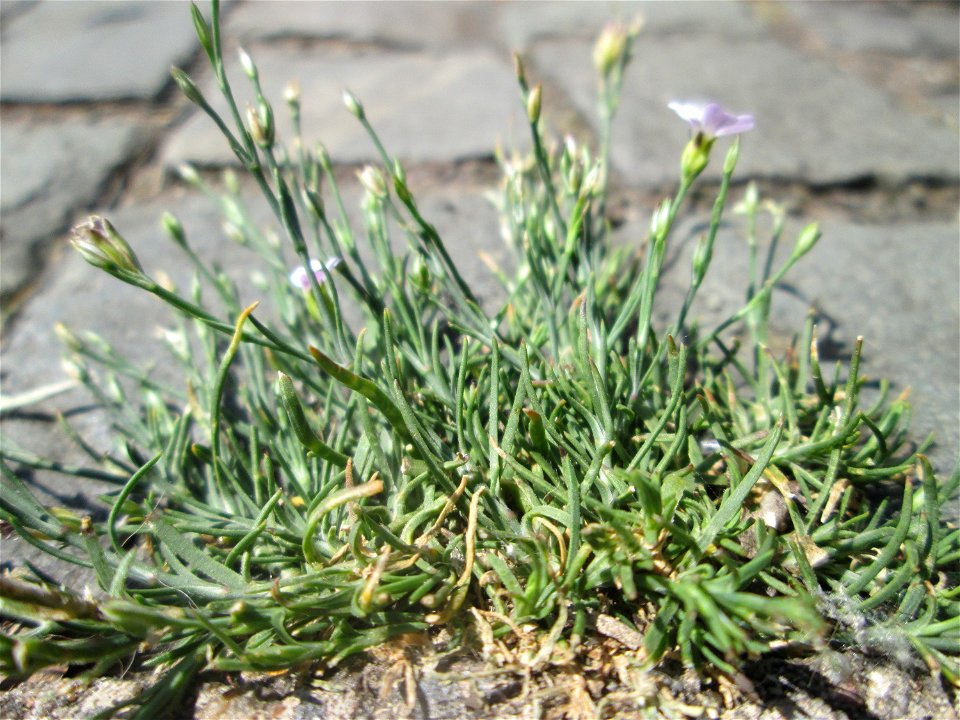 Kriechendes Gipskraut (Gypsophila repens) am Rinnstein in Saarbrücken