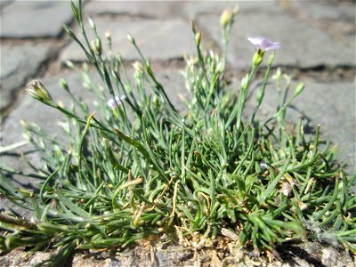 Kriechendes Gipskraut (Gypsophila repens) am Rinnstein in Saarbrücken