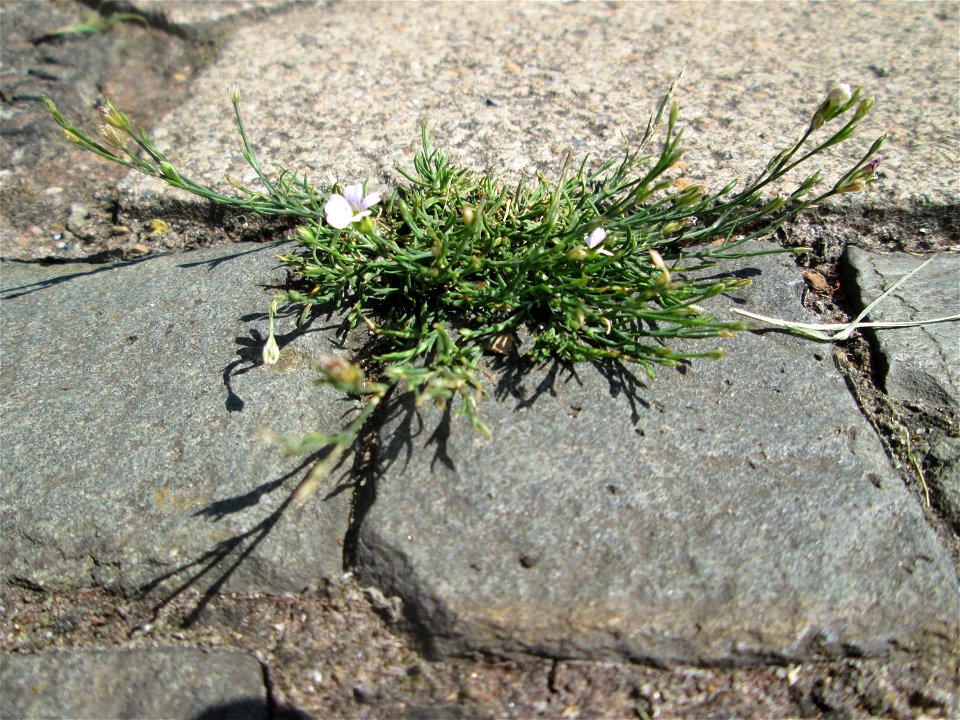 Kriechendes Gipskraut (Gypsophila repens) am Rinnstein in Saarbrücken