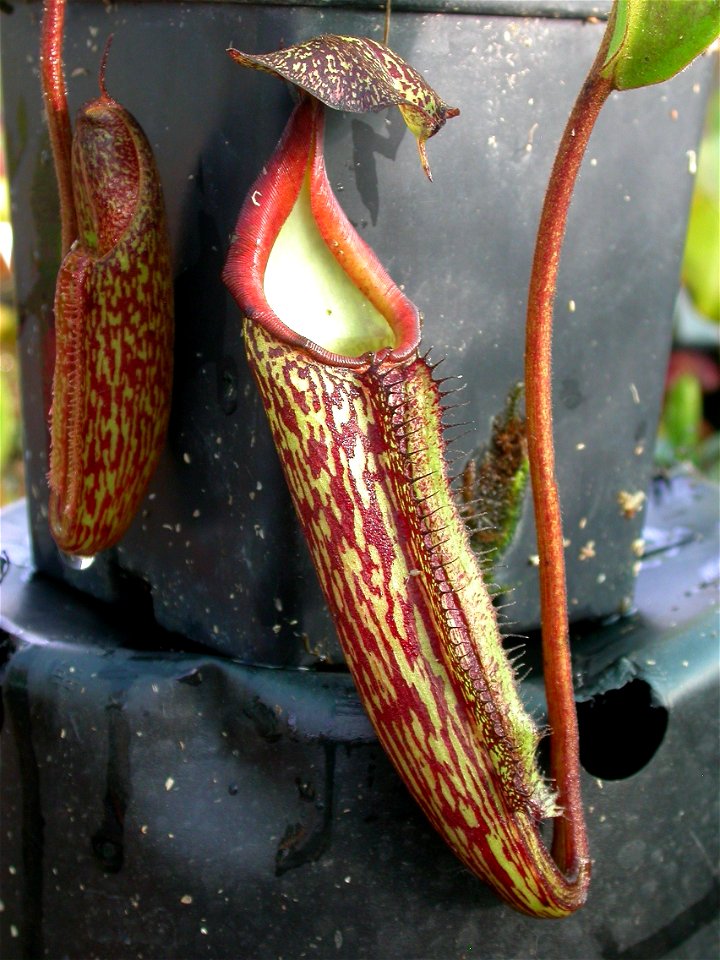 Cultivated N. maxima.

-Jeremiah-
