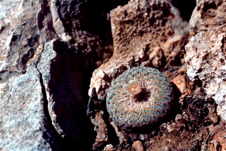 Image title: Flowering button cactus epithelantha micromeris pingpong ball cactus Image from Public domain images website, http://www.public-domain-image.com/full-image/flora-plants-public-domain-imag photo