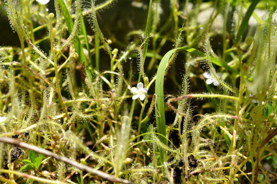 Habitat of Drosera indica at Amagadai General Park Hydrophyte Garden in Chosei,Chiba,Japan.