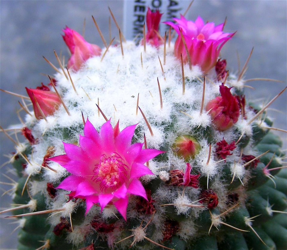 Mammillaria polythele var inermis