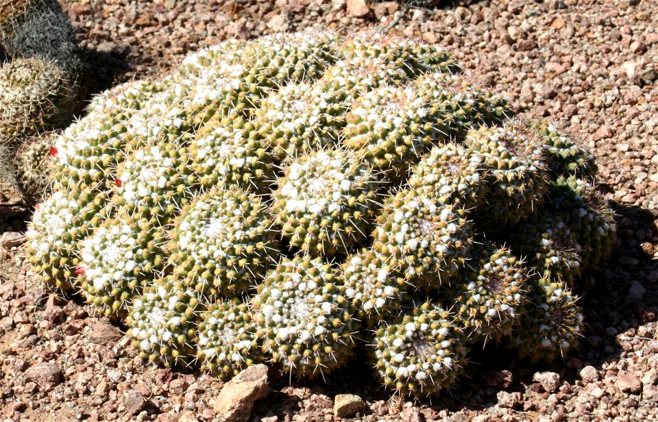 Mammillaria polythele ssp. durispina; native to Central Mexico.  Photographed at the Desert Botanical Garden, Phoenix, AZ.