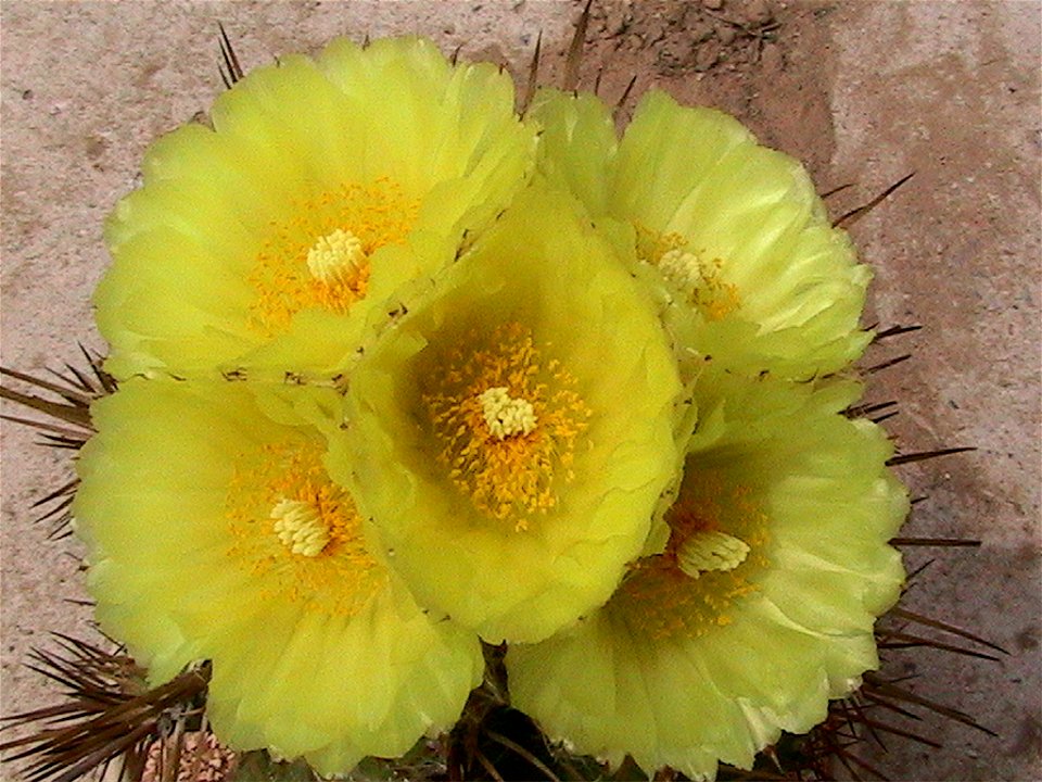 I took this photo myself. I grow this Astrophytum ornatum in my nursery.