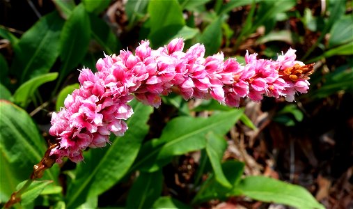 Botanical specimen in the VanDusen Botanical Garden - Vancouver, BC, Canada. photo