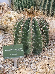 Tall Astrophytum ornatum (height : 20 cm app.) in a greenhouse of the Jardin des Plantes in Paris.