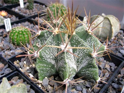 Astrophytum ornatum
