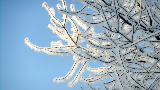 Trees cold white photo