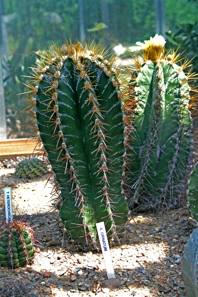 Cactus Astrophytum ornatum from the Botanical Gardens of Charles University, Prague