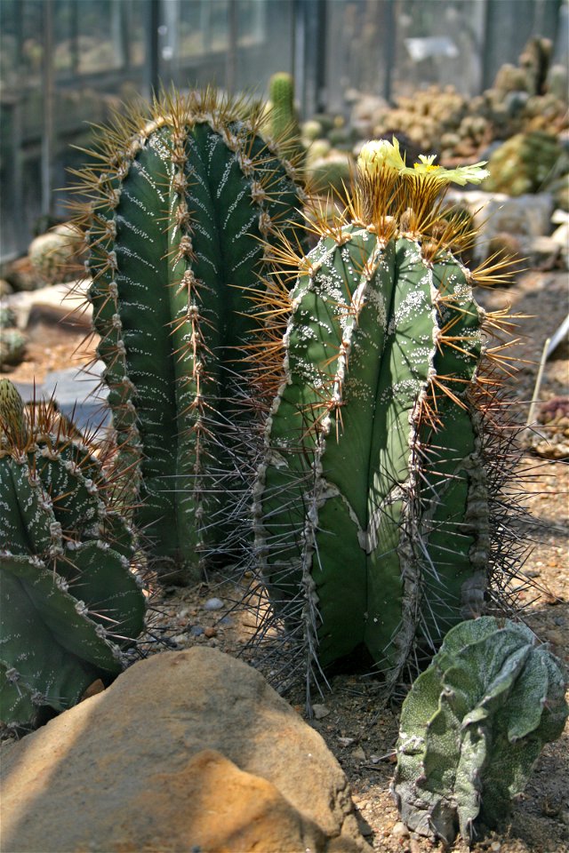 Cactus Astrophytum ornatum from the Botanical Gardens of Charles University, Prague
