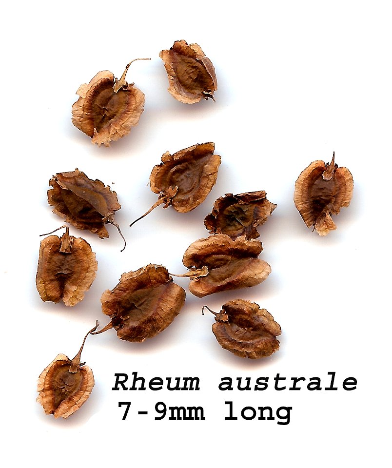 Self made scan of the fruits of Rheum australe, made by Paul Henjum 11/27/07