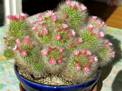 Mammillaria bocasana.