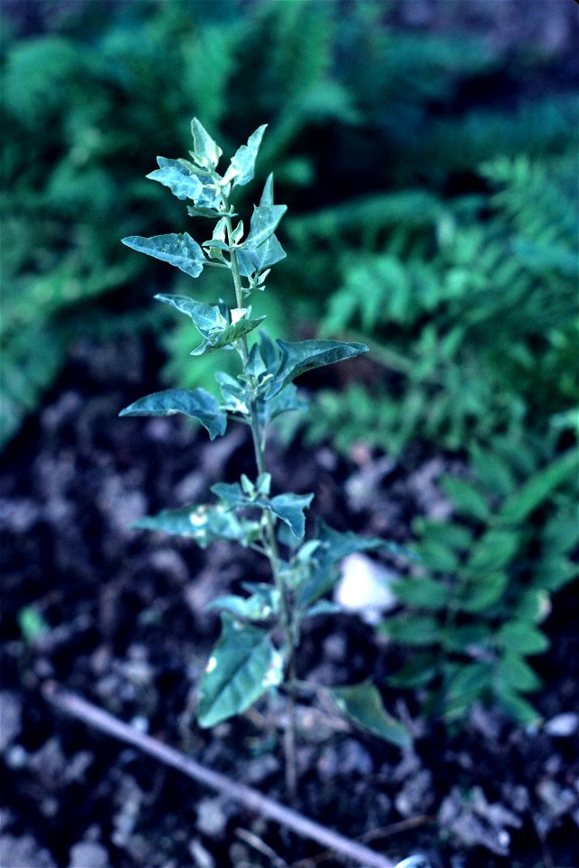 Atriplex lentiformis