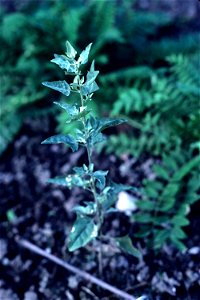 Atriplex lentiformis