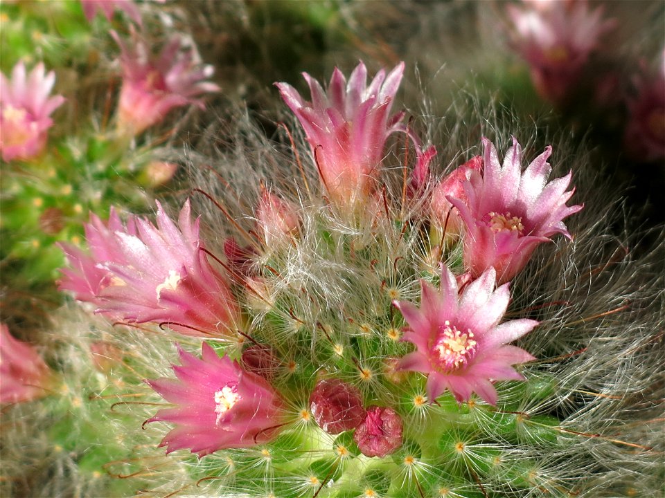 Flowers of Mammillaria bocasana.