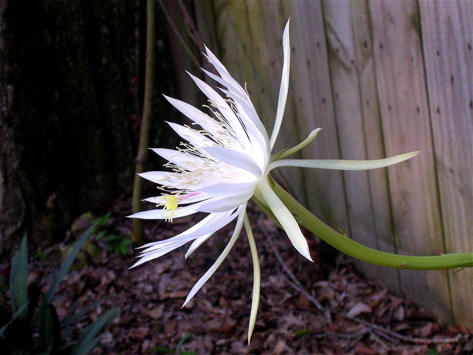 early morning light photo of bloom from Epiphyllum hookeri or Epiphyllum strictum.