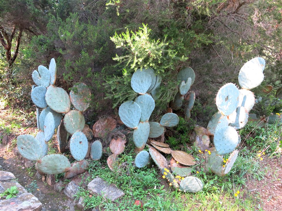 Domaine du Rayol - Opuntia (robusta ?). Rayol-Canadel-sur-Mer (Var, France).