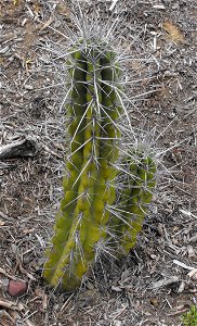 Stetsonia coryne at Quail Botanical Gardens in Encinitas, California, USA. Identified by sign. photo