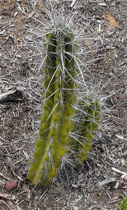 Stetsonia coryne at Quail Botanical Gardens in Encinitas, California, USA. Identified by sign.
