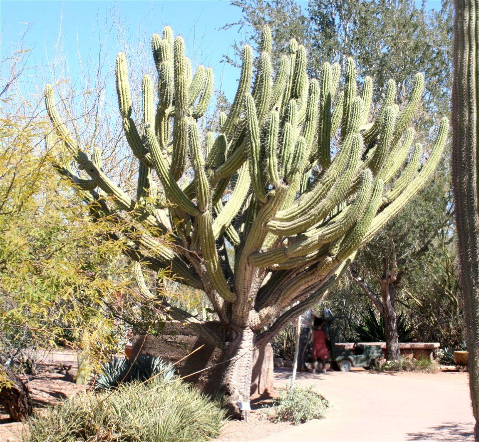 Toothpick Cactus (Stetsonia coryne); Cactus family (Cactaceae); native to Peru, Chile, Argentina, Bolivia.  Photographed at the Desert Botanical Garden, Phoenix, AZ.