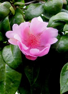 Rosa de Bayahibe (Pereskia quisqueyana)