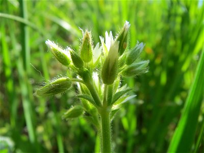 Knäuel-Hornkraut (Cerastium glomeratum) im Hockenheimer Rheinbogen