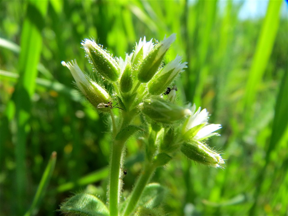 Knäuel-Hornkraut (Cerastium glomeratum) im Hockenheimer Rheinbogen