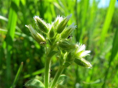 Knäuel-Hornkraut (Cerastium glomeratum) im Hockenheimer Rheinbogen