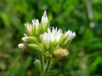 Knäuel-Hornkraut (Cerastium glomeratum) im Hockenheimer Rheinbogen