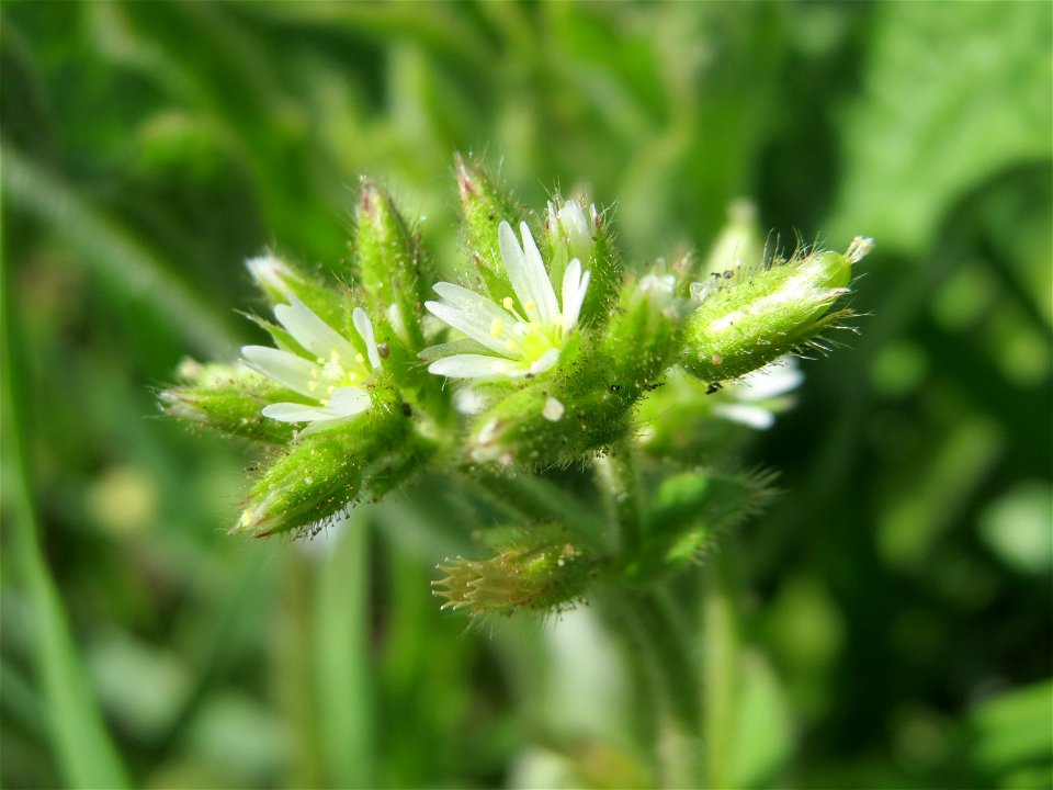 Knäuel-Hornkraut (Cerastium glomeratum) im Hockenheimer Rheinbogen