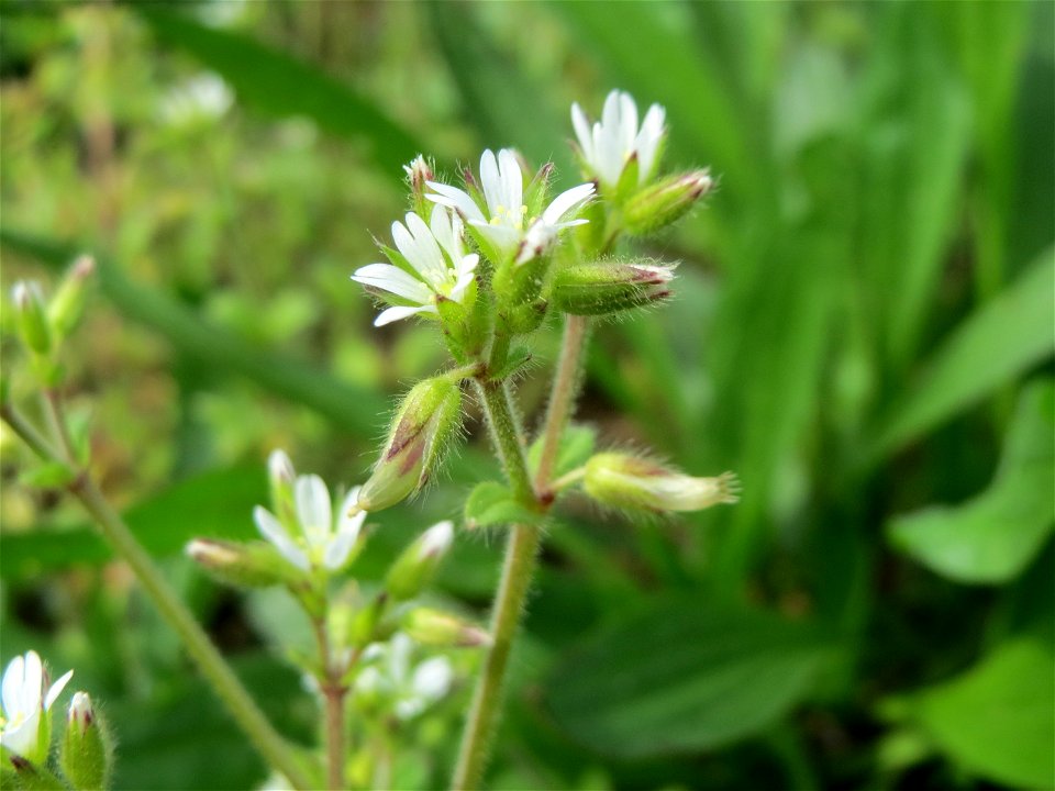 Knäuel-Hornkraut (Cerastium glomeratum) im Neuenheimer Feld in Heidelberg