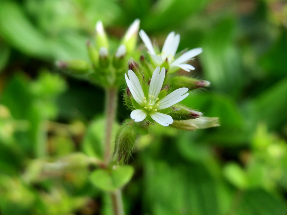 Knäuel-Hornkraut (Cerastium glomeratum) im Neuenheimer Feld in Heidelberg