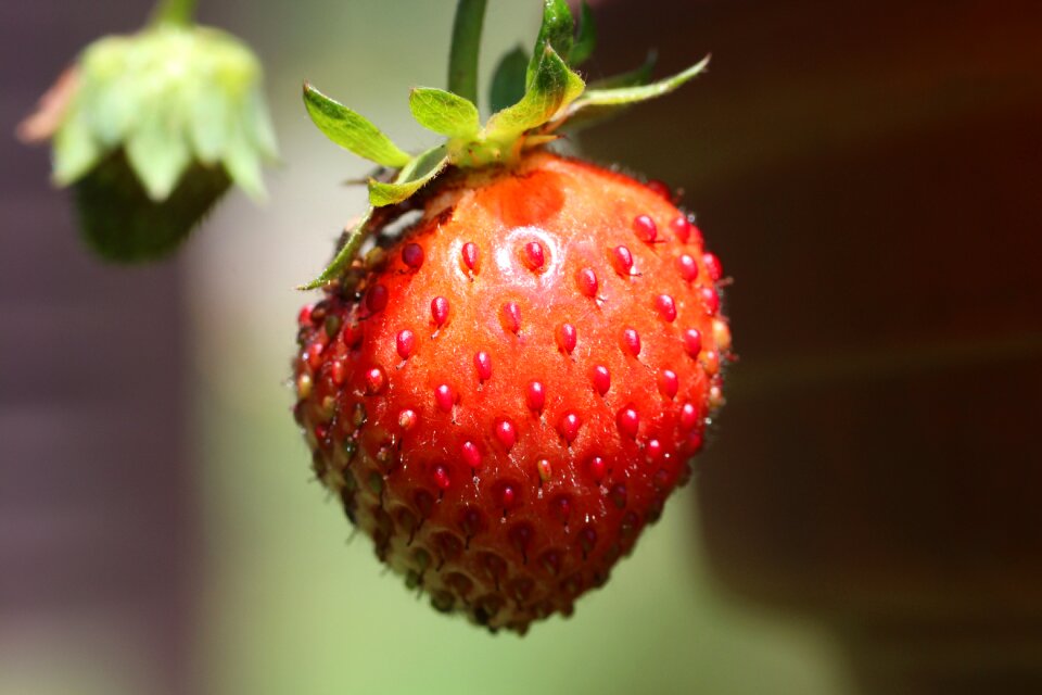 Nature close up sweet