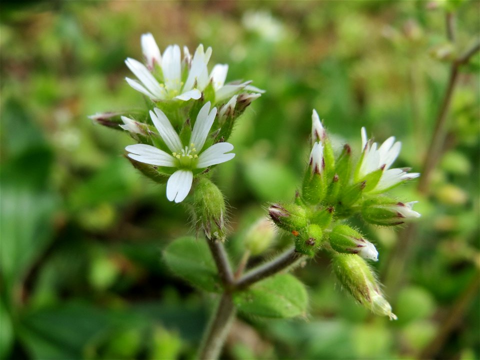 Knäuel-Hornkraut (Cerastium glomeratum) im Neuenheimer Feld in Heidelberg