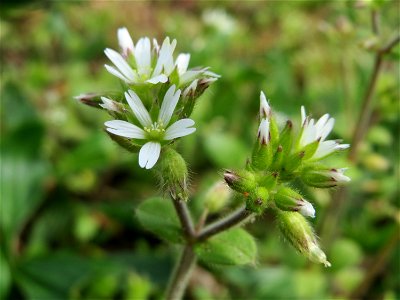Knäuel-Hornkraut (Cerastium glomeratum) im Neuenheimer Feld in Heidelberg