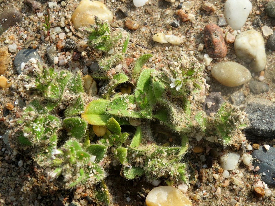 Knäuel-Hornkraut (Cerastium glomeratum) in Hockenheim
